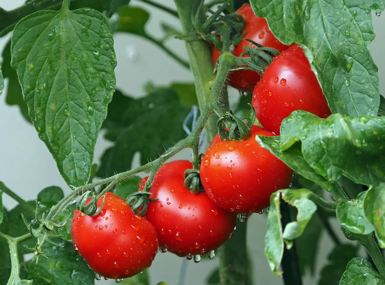 9 bad habits that lowers tomato fruit production