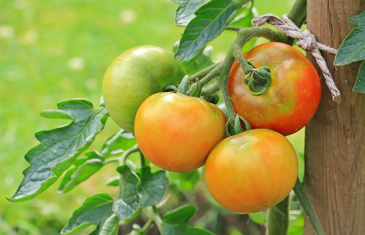 tips to increase fruit production on tomatoes