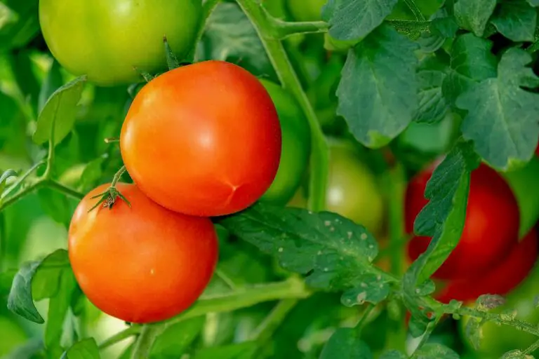 10 Tips for Growing Perfect Tomatoes