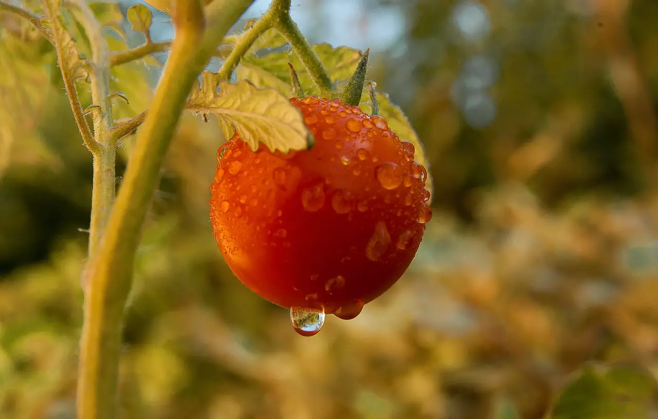 worst time to water tomatoes